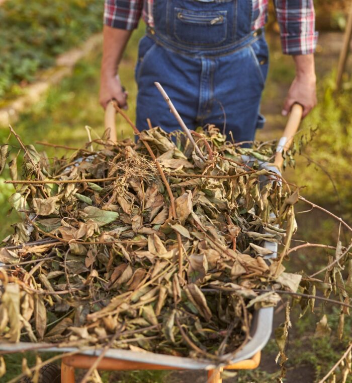 Full trolley of dry weeds for making compost Garden Cleaning