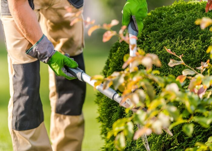 Pruning Thuja in the Garden Tradie Taskforce - pruning & hedging plants