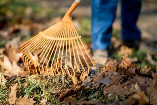 Sweeping leaves with orange rake Tradie Taskforce - cleaning up leaves